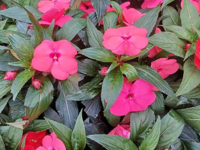 苏丹凤仙花,风仙花种一年生草本花卉.