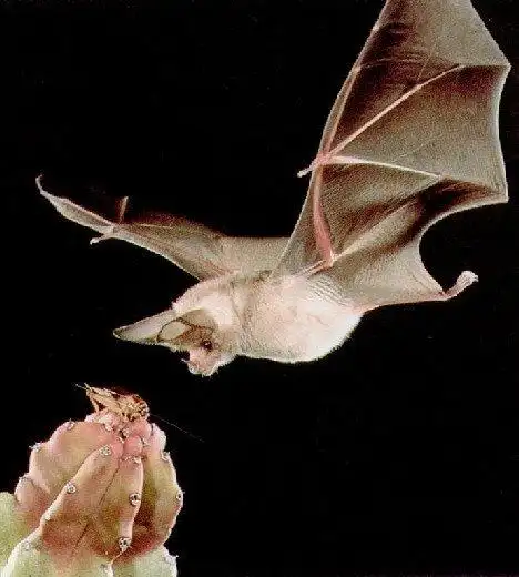 白化蝙蝠