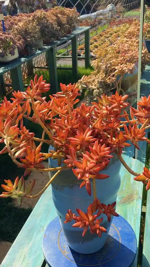 有一种可爱叫多肉!#加州落日