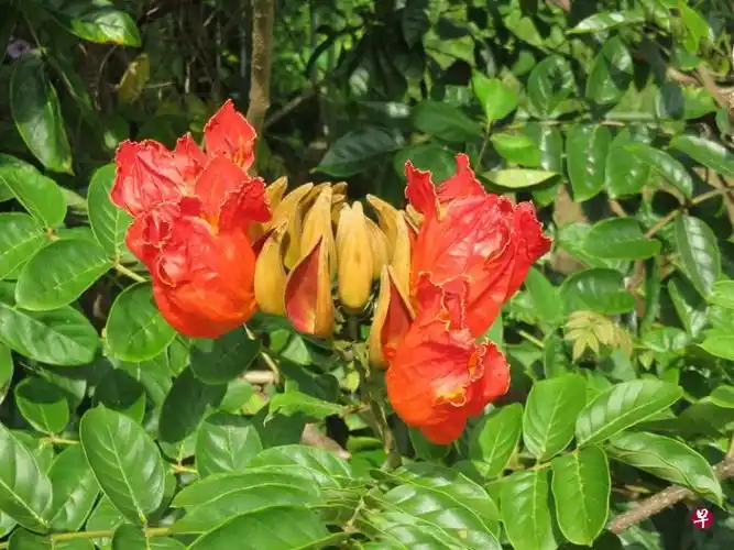 火焰树,如火焰般点燃心情