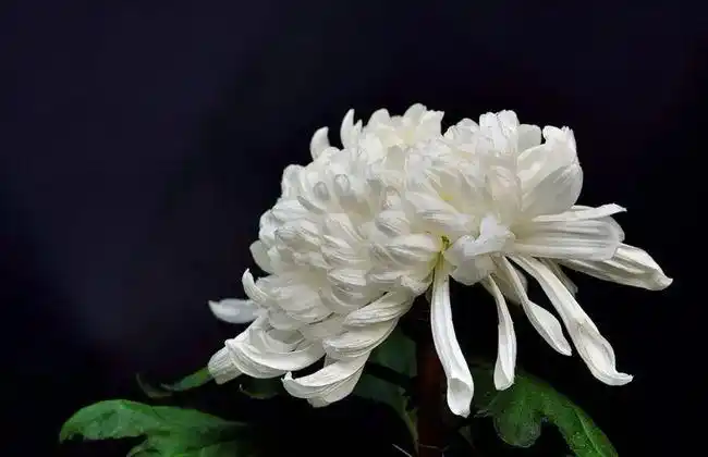 沉痛悼念!法院副院长连日加班加点突发疾病,不幸逝世