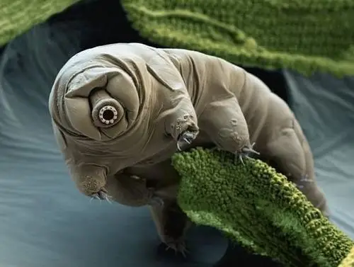 全球从远古存活至今的史前生物,最后一种是"最强不死生物"!