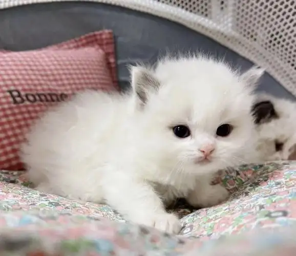 小奶猫布偶崽崽