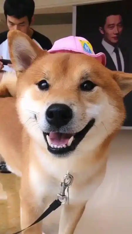 我家萌宠成精了#咧嘴笑的时候最好看