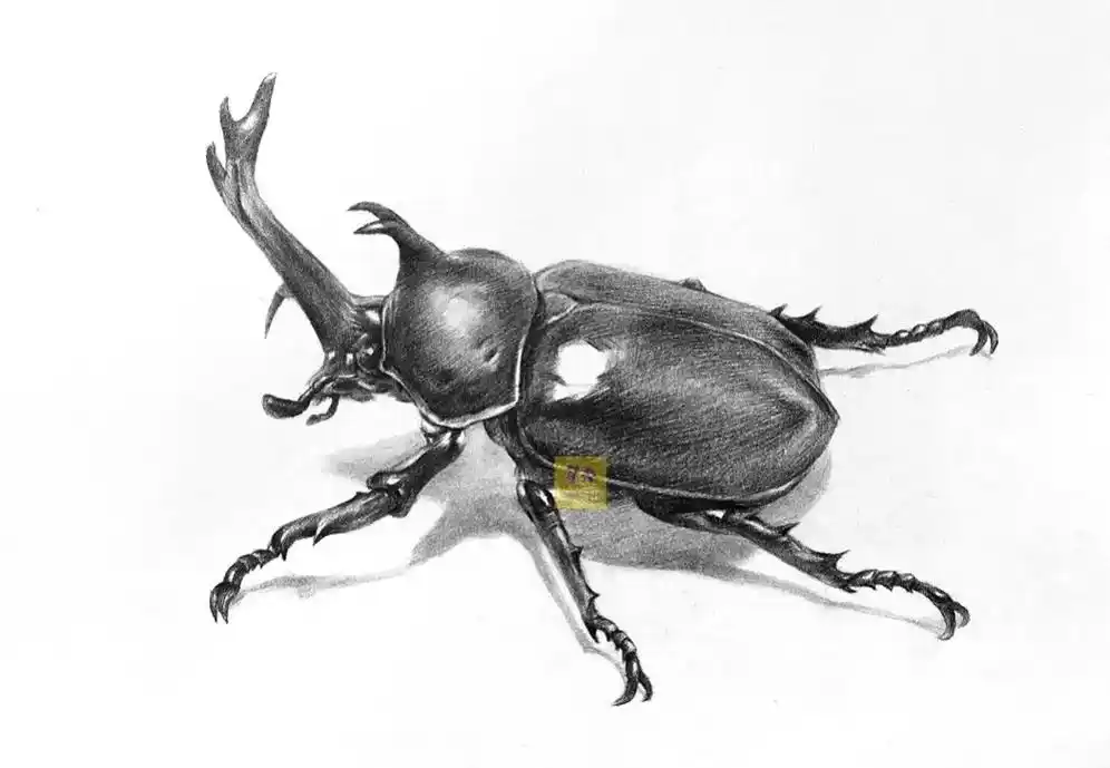 素描动物昆虫手绘甲虫绘画步骤教程.