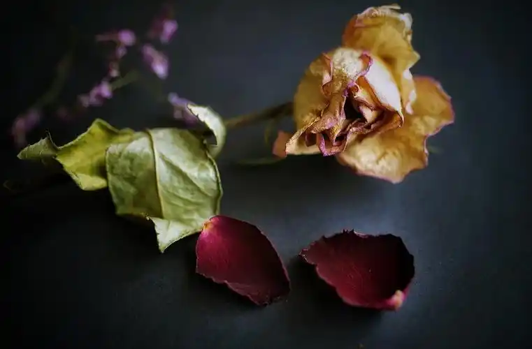 花的凋零与枯萎