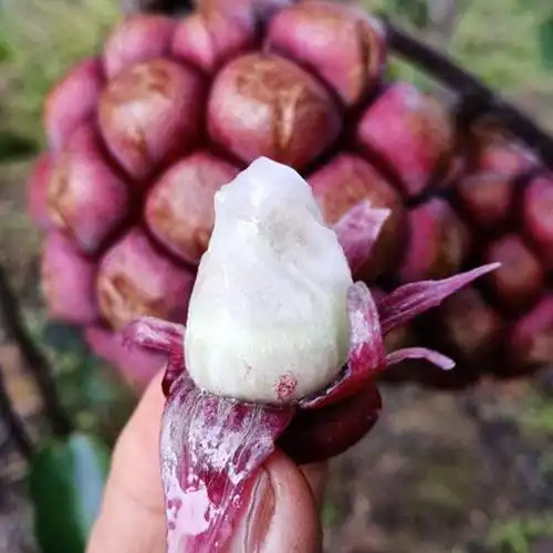 老虎水果新鲜布福娜罕见稀有野生恶魔果实网红怪大其它