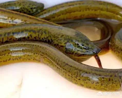 山黄鳝-如何分辨黄鳝是人工养殖的还是野生的呢?