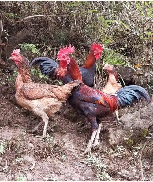 土鸡活苗活体小鸡纯种贵州大型高脚长尾老品种家禽青脚麻非斗鸡苗 6只