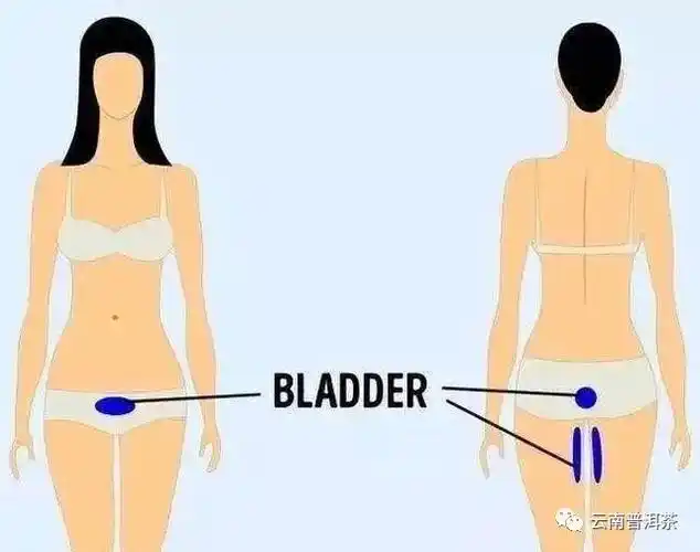 卵巢:女生下腹部有尖锐的刺痛感,可能是卵巢出了问题.