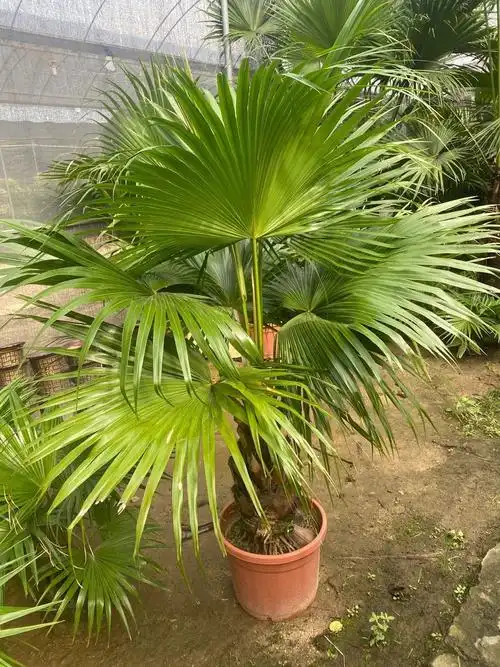 送货上门蒲葵盆栽大叶葵伞大型室内外家居走廊庭院绿植净化空气除甲醛