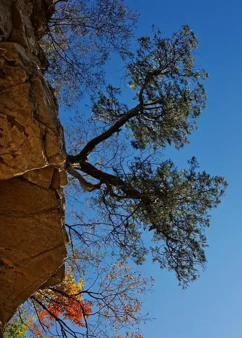 原创 没见过真正的崖柏,倒是见过很多长在悬崖上的柏树!