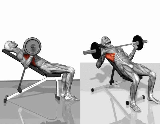 这块肌肉叫什么之要有胸围!初学者健身功课和计划