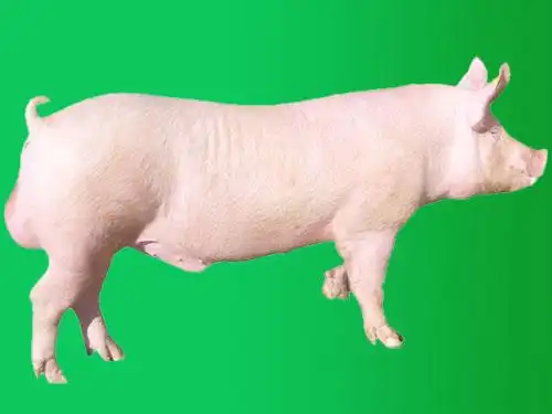 河南种猪|河南养殖场|销售二元怀孕母猪|大白种猪|长白种猪_河南省