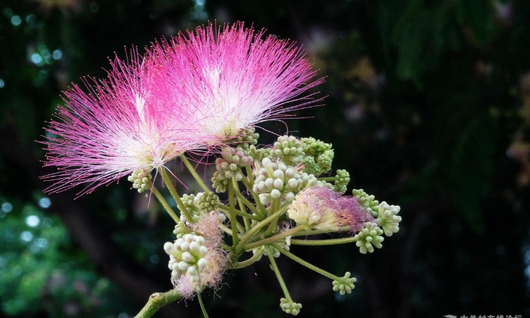 榕树花和合欢花图片对比