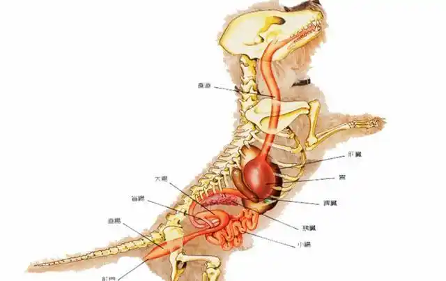 辟谣,狗狗得了肝硬化却要治胃,莫非是赚黑心钱?