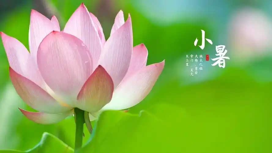 二十四节气小暑高清桌面壁纸