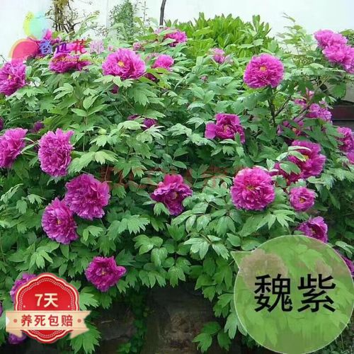 正宗菏泽牡丹花苗大苗芍药花苗庭院盆栽重瓣洛阳牡丹花树苗 魏紫 10
