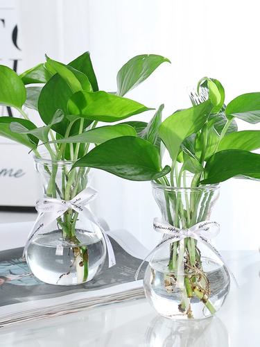 水培绿萝吊兰放家里真的绝了