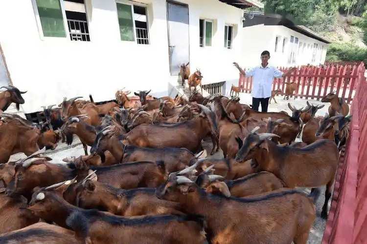 南江_养殖_黄羊