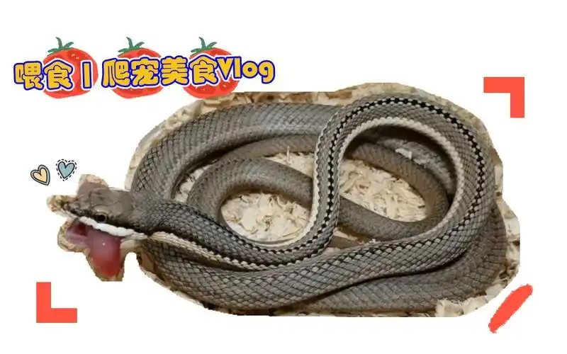 喂食褐巴伦游蛇蒙彼利埃游蛇的深夜吃吃吃爬宠蛇美食vlog