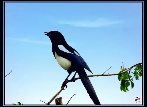 树枝上的喜鹊