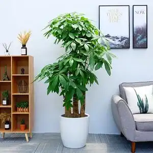 武汉开业乔迁送礼绿植大型发财树盆栽客厅室内办公室招财植物花卉
