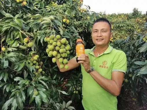 芸苔素硕丰481应用方法搭配方法别再说不会用天然芸苔素啦