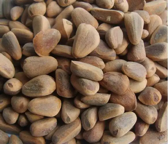 种子红松可食用松籽树苗海松果韩松红果朝鲜东北家庭园艺种子