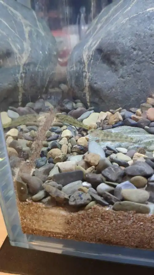 建缸日记60cm石景原生缸开缸了