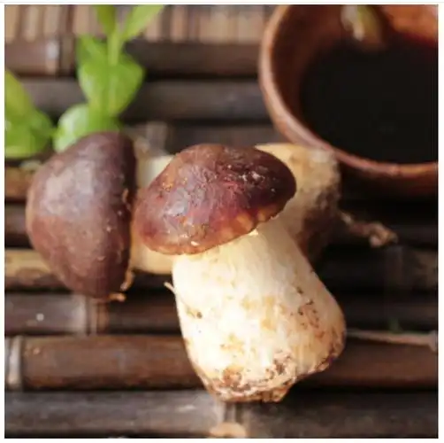 姬松云南新鲜051kg香格里拉鲜货赤松巴西蘑菇新鲜松茸