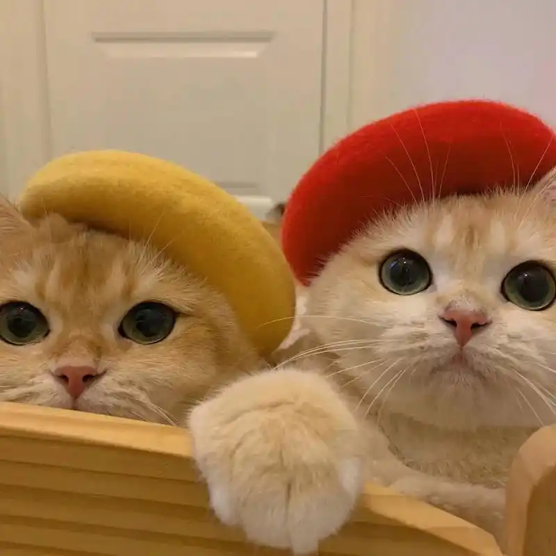 情侣头像猫咪一男一女 猫系列cp情头一对两张【婚礼纪】