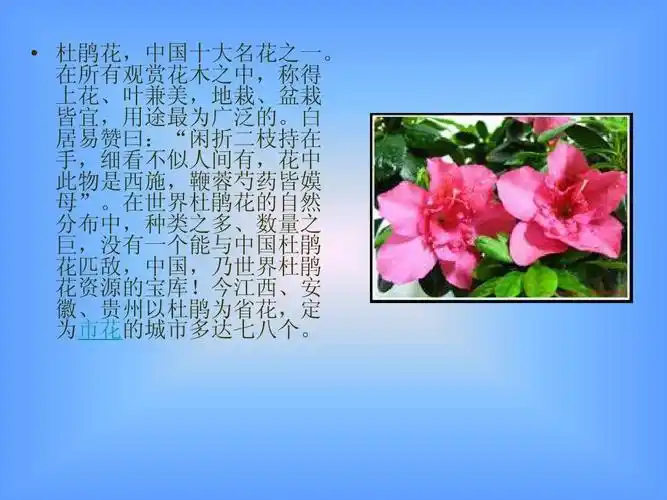 杜鹃花怎么养ppt
