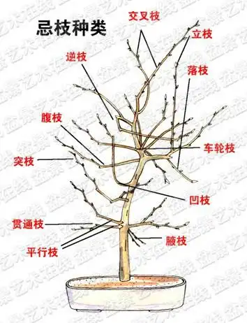 下列的枝条视情况修剪