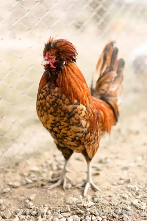 foxy paduane 母鸡照片-正版商用图片1njlg7-摄图新视界