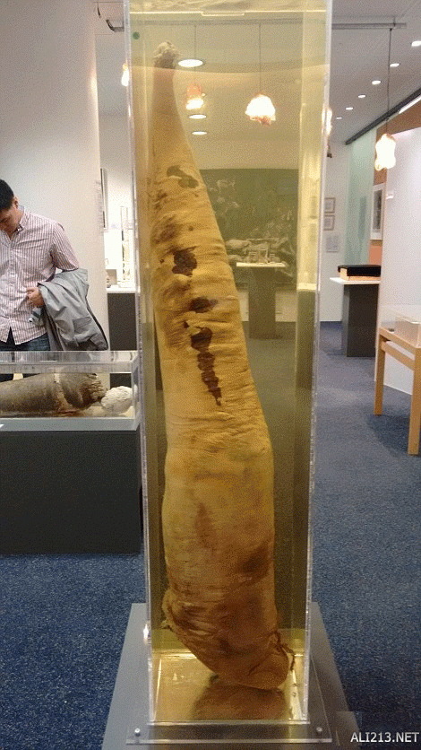 辣眼睛全球首个丁丁博物馆成热门景点游客六成女性