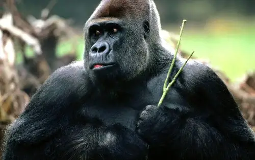 猿猴猩猩壁纸(一)2 - 1680x1050