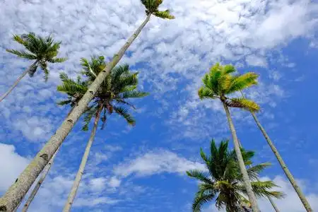 海滩附近的椰子树和美丽的大自然,在阳光明媚的日子,多云的蓝色天空