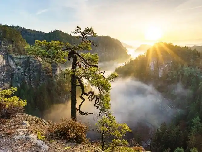 美丽的自然景观,树木,山脉,雾,阳光 壁纸 - 1600x1200