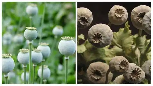 罂粟不是菜 种一颗也违法 珍爱生命 远离毒品 从禁种罂粟做起!