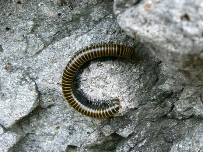 第一次看到这个千足的毒虫,很肥实,学名叫马陆,喜欢生活在潮湿的岩壁