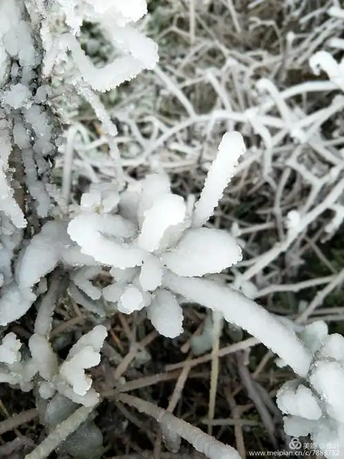 冬天的金银花(忍冬藤)