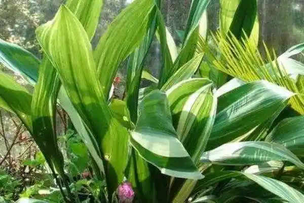 一叶兰能净化空气吗