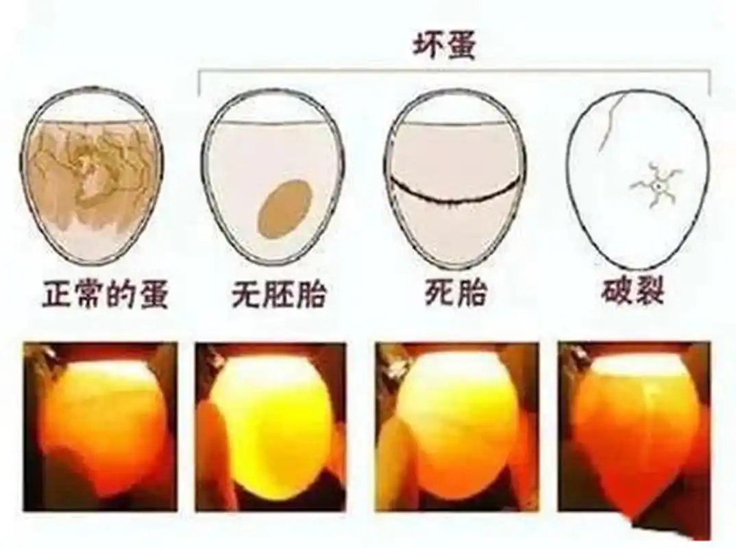 90孵小鸡日记 孵蛋器孵化记录 照蛋图    731516615选择