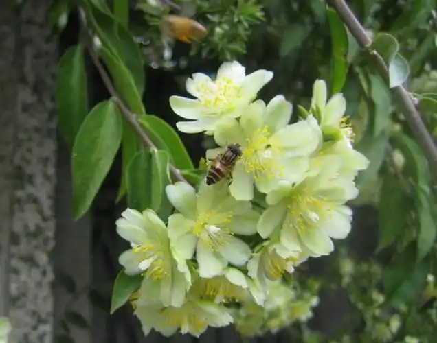 浏览:[贴图]木麒麟~开花结果噜