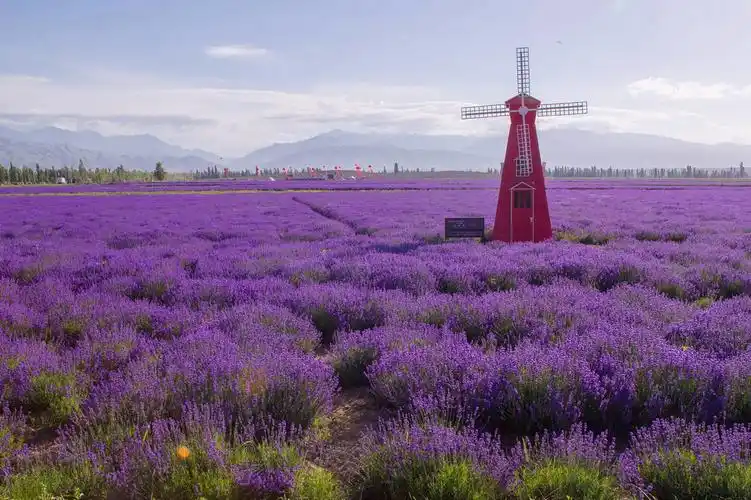 新疆伊犁哈萨克自治州霍城县的薰衣草花田(2017年6月17日摄).