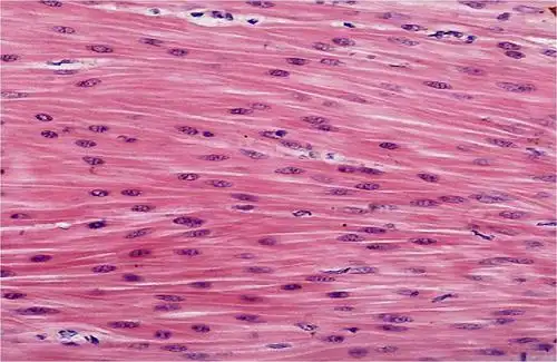 [图][图]a,致密结缔组织b,骨.