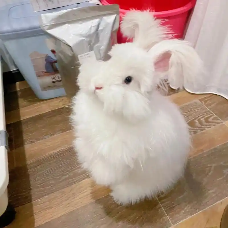稀有色英系安哥拉兔 嘻滋滋.霜白色安哥拉