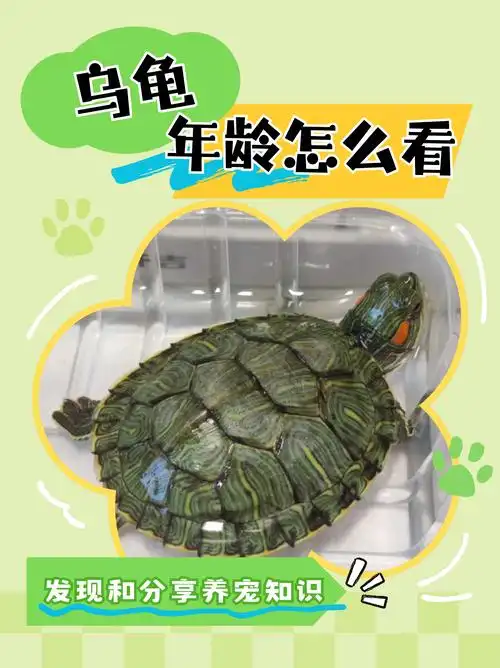 一样乌龟年龄计算图解什么龟认主人最快乌龟的生活习性乌龟年龄对照表