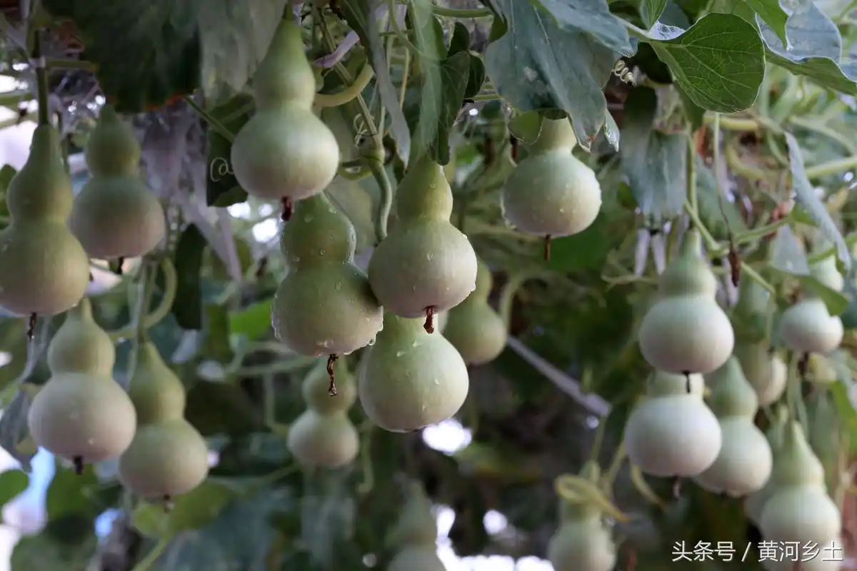 小学生在学校花池里丢了几粒葫芦籽,不料却长出了几千个葫芦娃